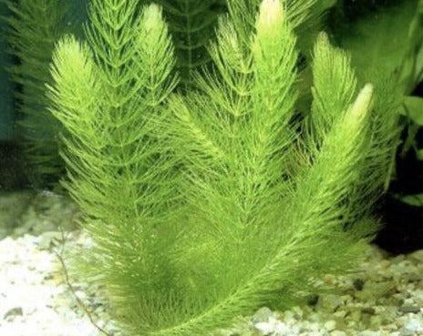 Hornwort (Ceratophyllum demersum) stems with dense whorls of fine, forked needle-like leaves
