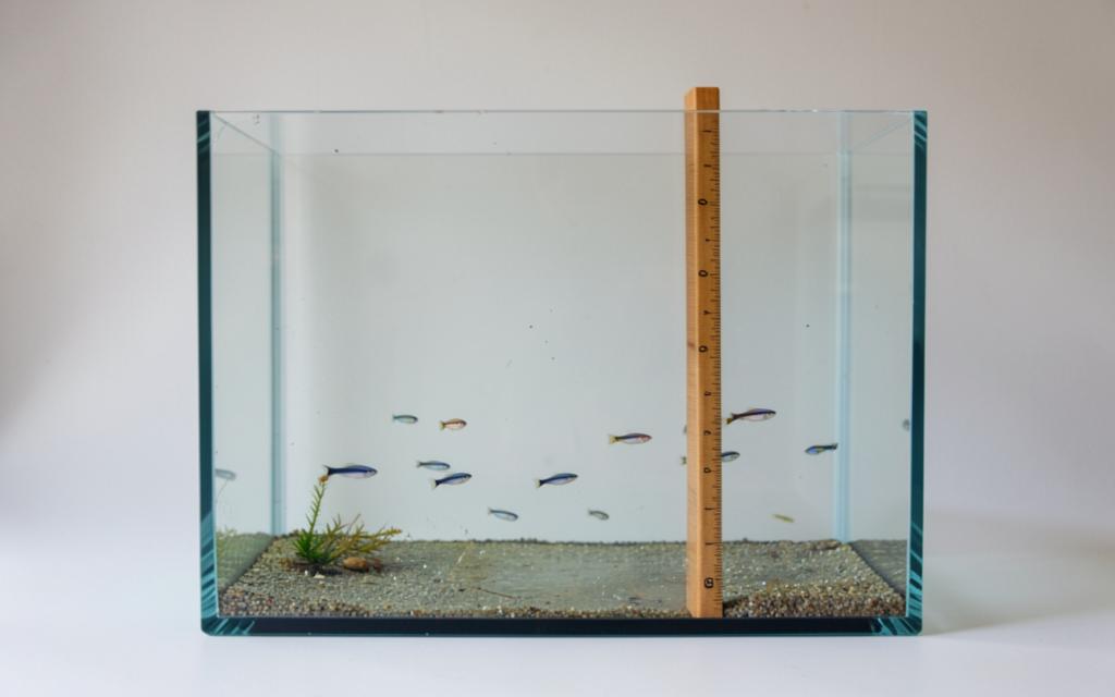 The One Inch Per Gallon Rule, Tested on 209 Species