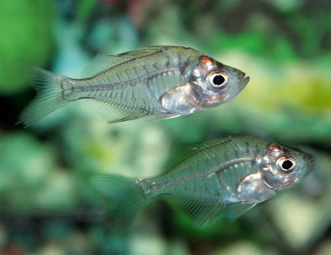 Two Indian glassfish closely swimming in an aquarium