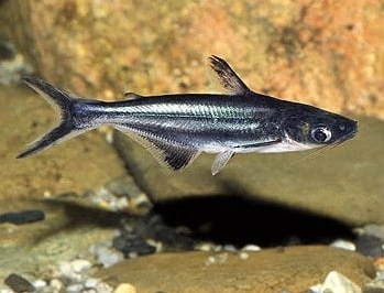 Iridescent shark swimming near aquarium substrate
