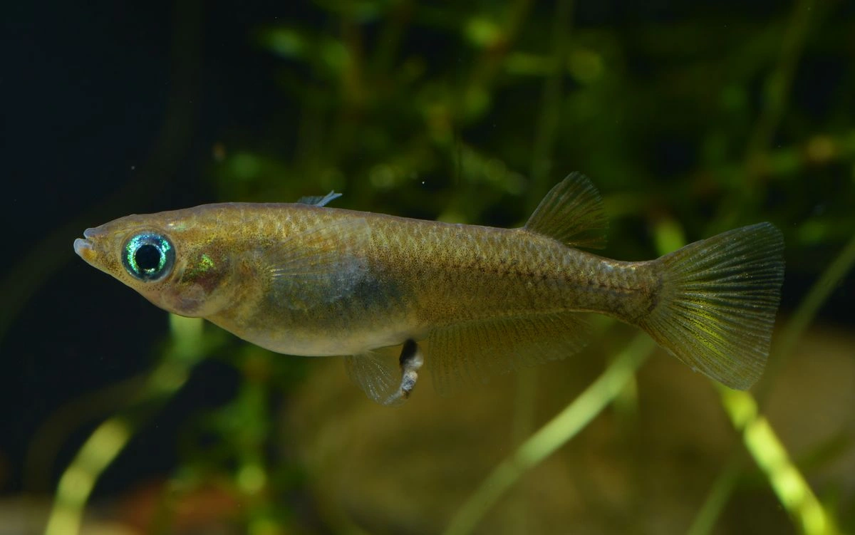 Japanese rice fish swimming in a planted tank