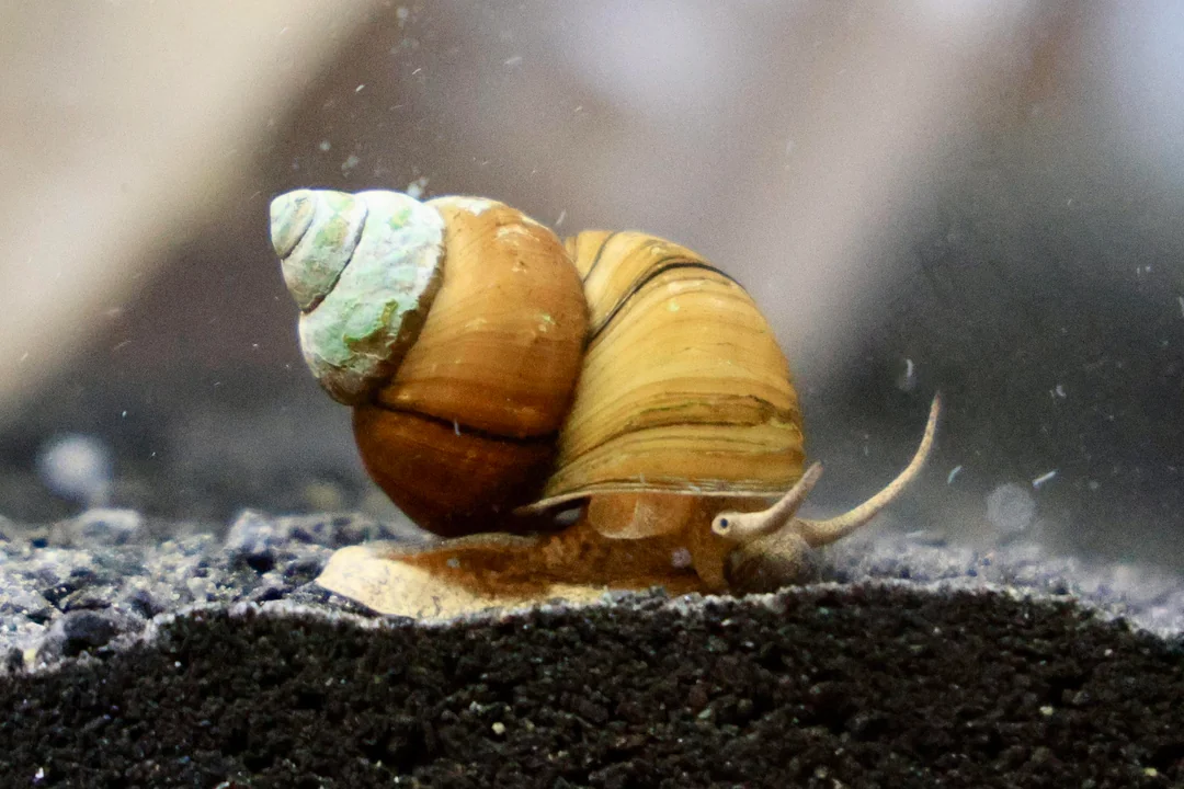 Japanese Trapdoor Snail Care Guide ColdHardy Pond Snails