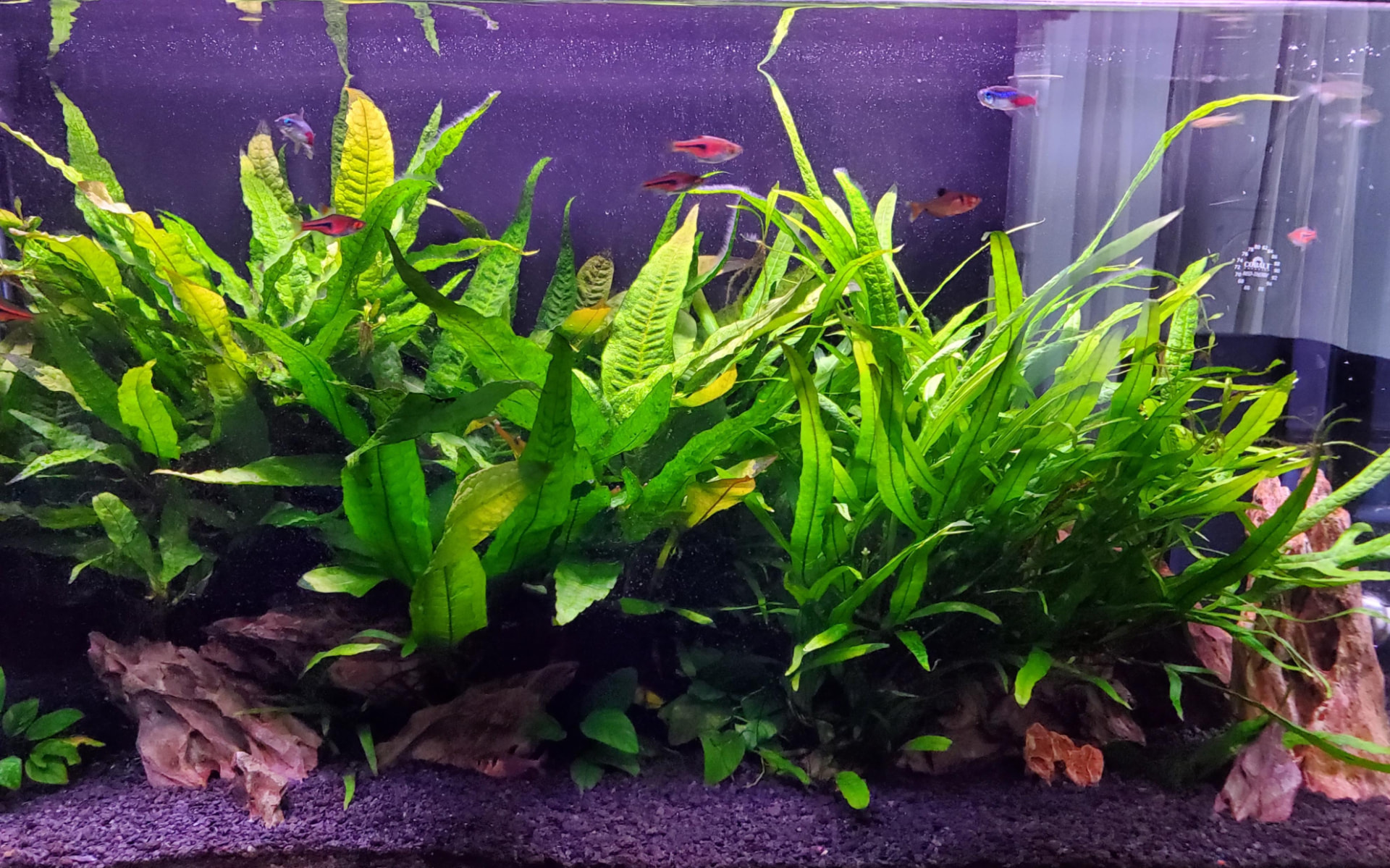 Java fern (Microsorum pteropus) with broad green leaves growing from a rhizome attached to driftwood in a planted aquarium