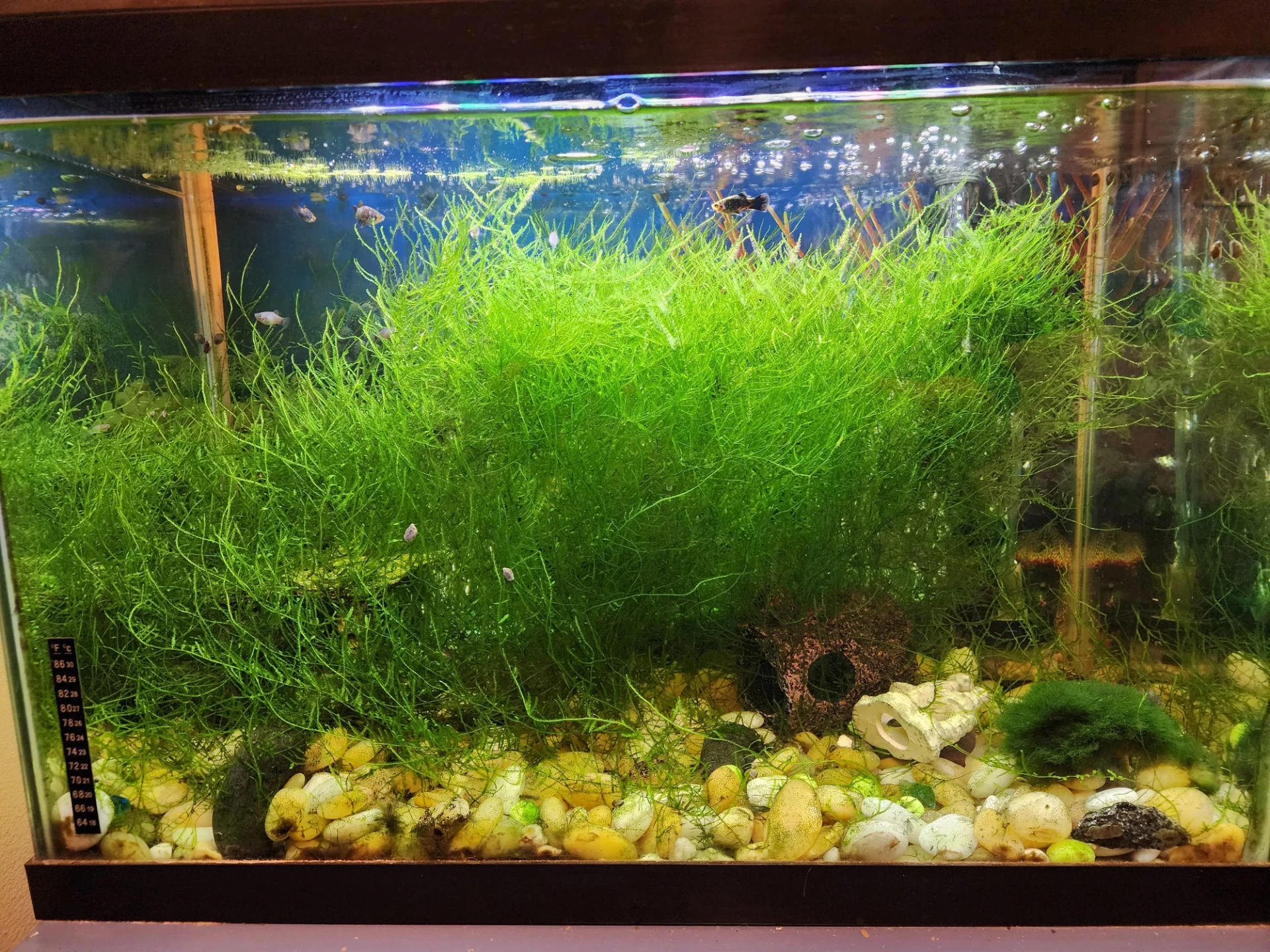 Java moss (Taxiphyllum barbieri) growing as a dense mat of irregular, loosely branching green fronds in an aquarium