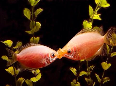 Two white kissing gouramis kissing each other in an aquarium