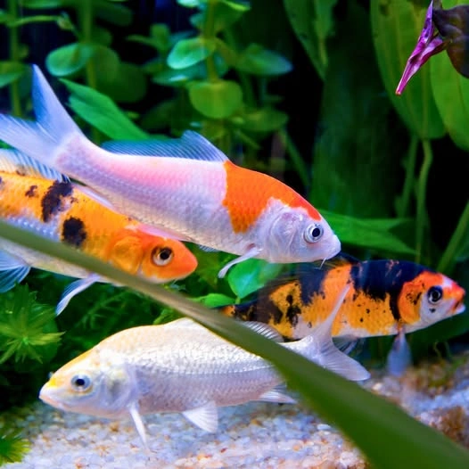A group of colorful koi carps swimming in an aquarium