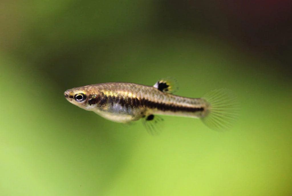Least killifish swimming in a planted fish tank