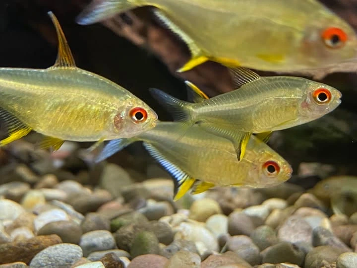 A school of lemon tetras swimming near the aquarium substrate