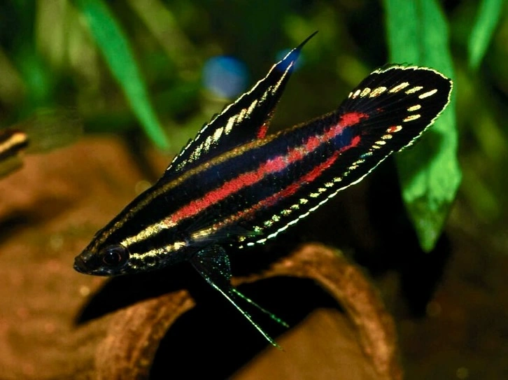 Licorice gourami swimming near aquarium rocks and plants in a fish tank