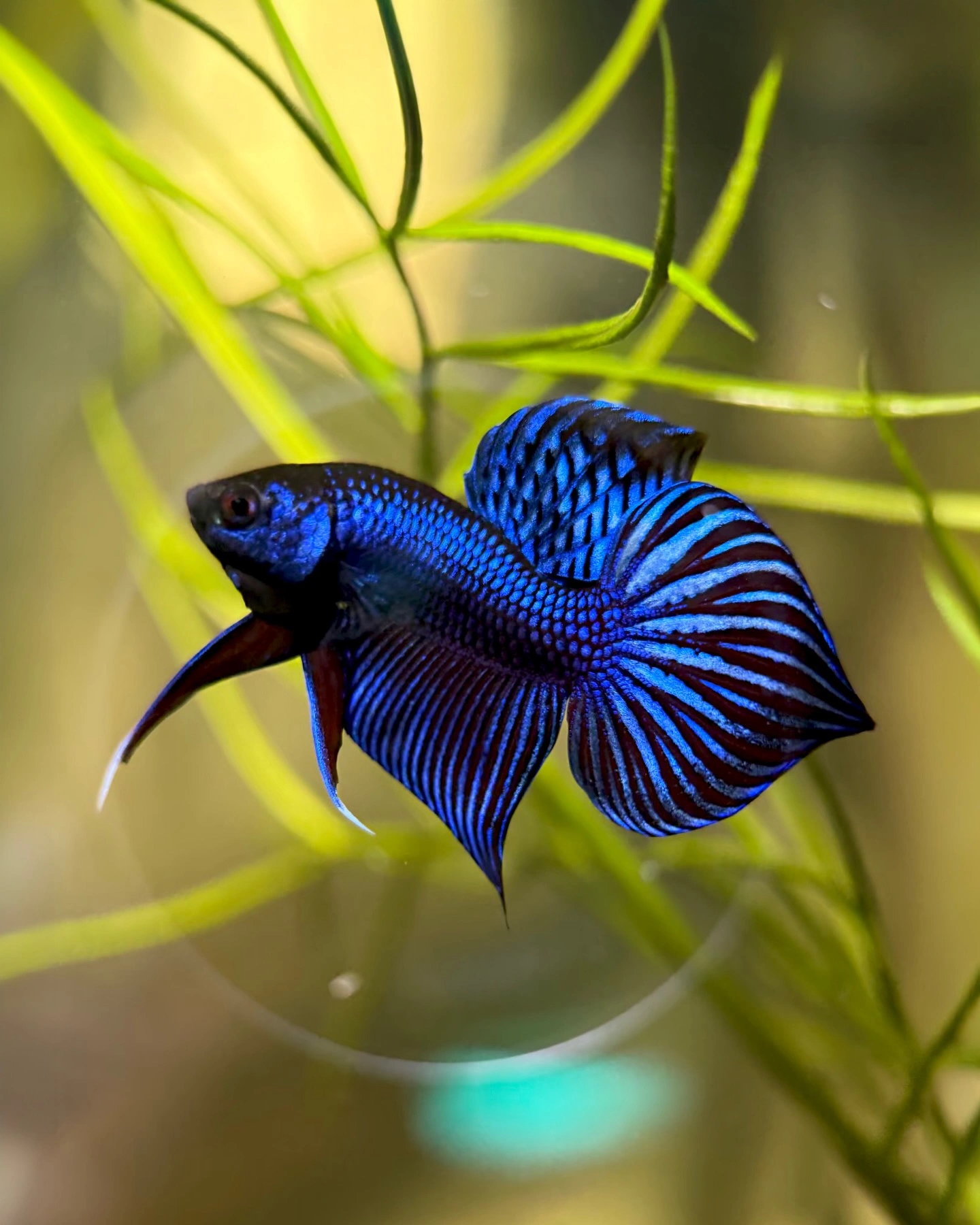 Deep blue betta mahachaiensis swimming in a temporary fish holding aquarium