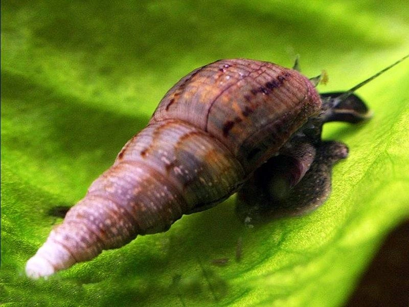 Malaysian trumpet snail hanging on an aquarium plant