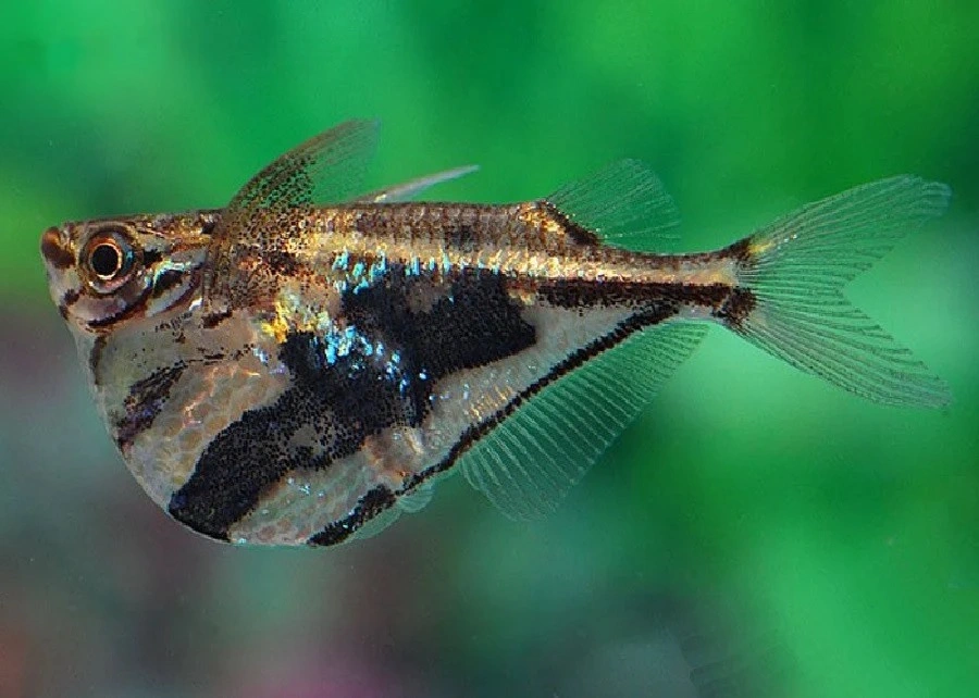 Marbled hatchetfish swimming peacefully in a fish tank