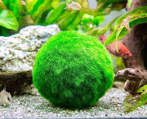 Marimo moss ball (Aegagropila linnaei), a dense velvety green sphere of filamentous algae resting on aquarium substrate