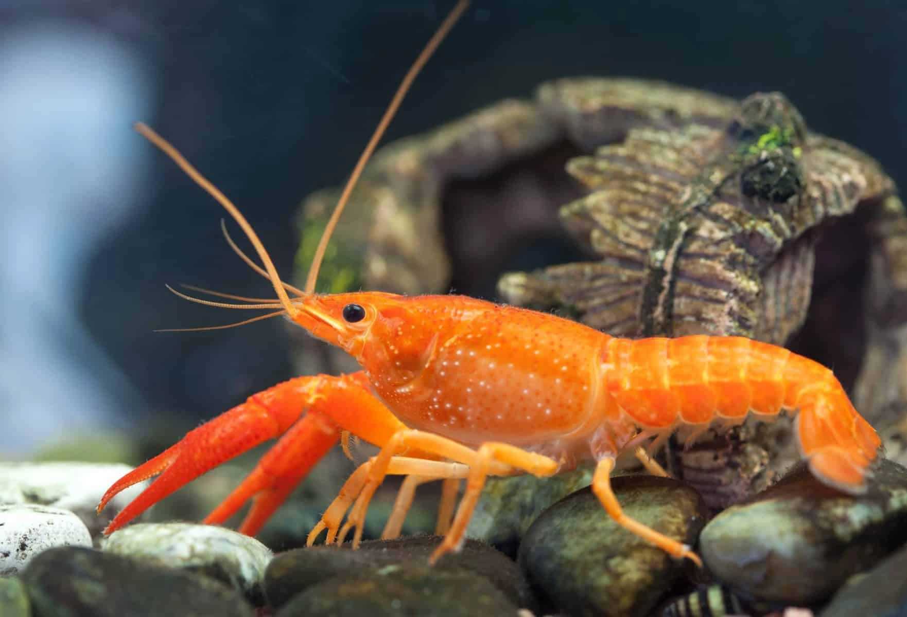 Mexican dwarf crayfish looking for food at the bottom of a fish tank