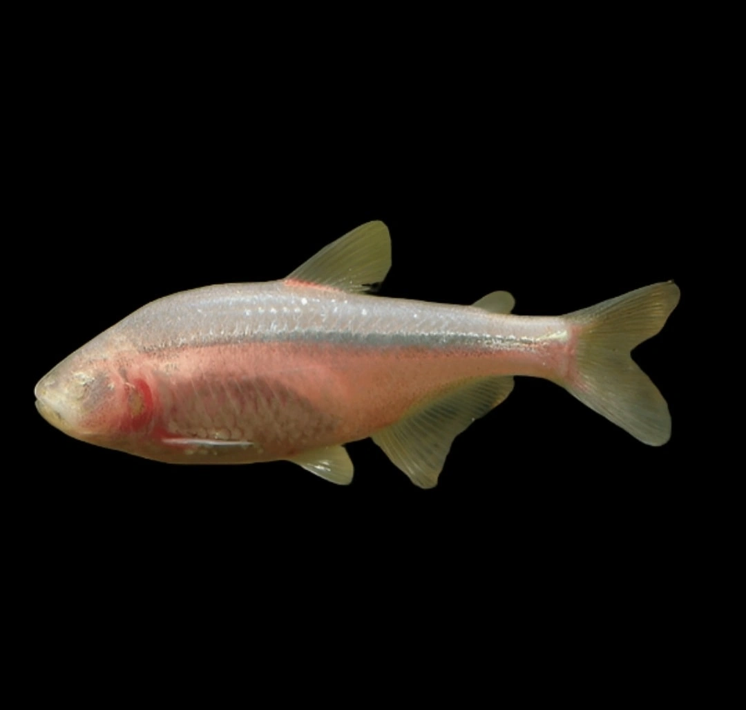 Mexican tetra swimming in an empty aquarium with black background