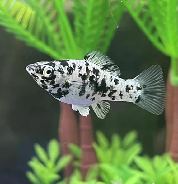 White large molly with black spots swimming near aquarium plants