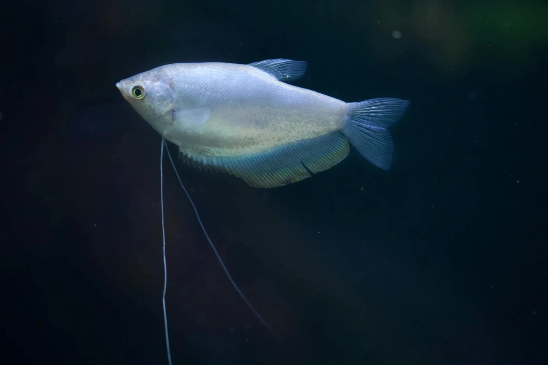 Moonlight gourami swimming at the top of the aquarium