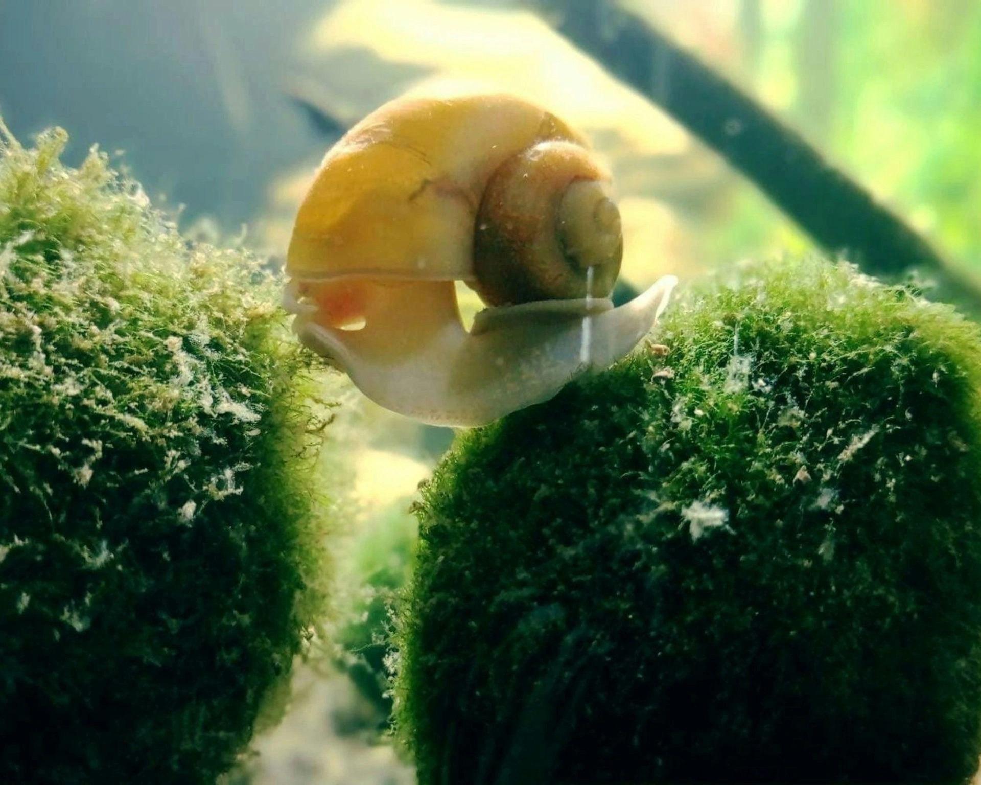 A yellow mystery snail walking on a marimo moss ball in an aquarium