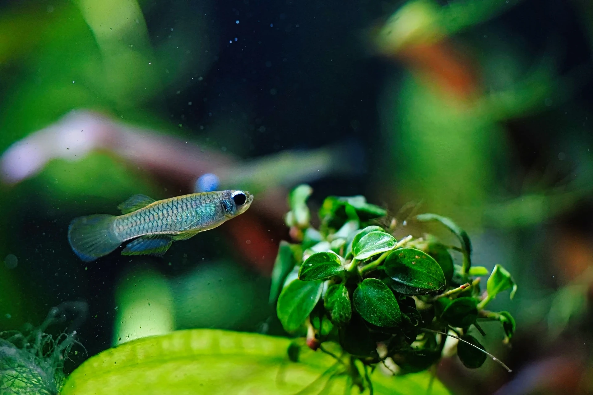Norman's lampeye fish swimming near aquarium plant anubias nana petite