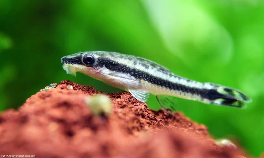 Otocinclus resting on a piece of lava rock in an aquarium
