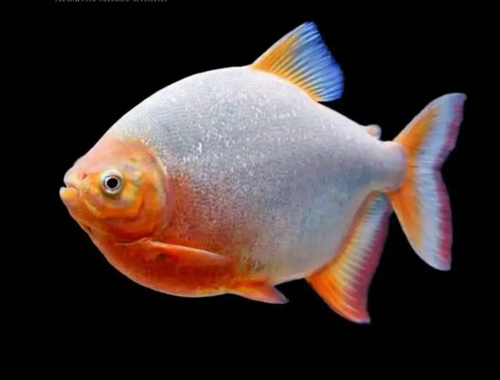 Red belly pacu swimming in an aquarium that has a black background