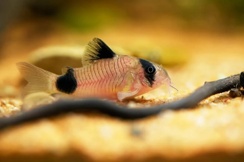 Single panda corydoras swimming at the bottom of an aquarium