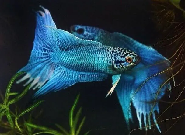 Two blue paradise fish swimming closely to each other in an aquarium