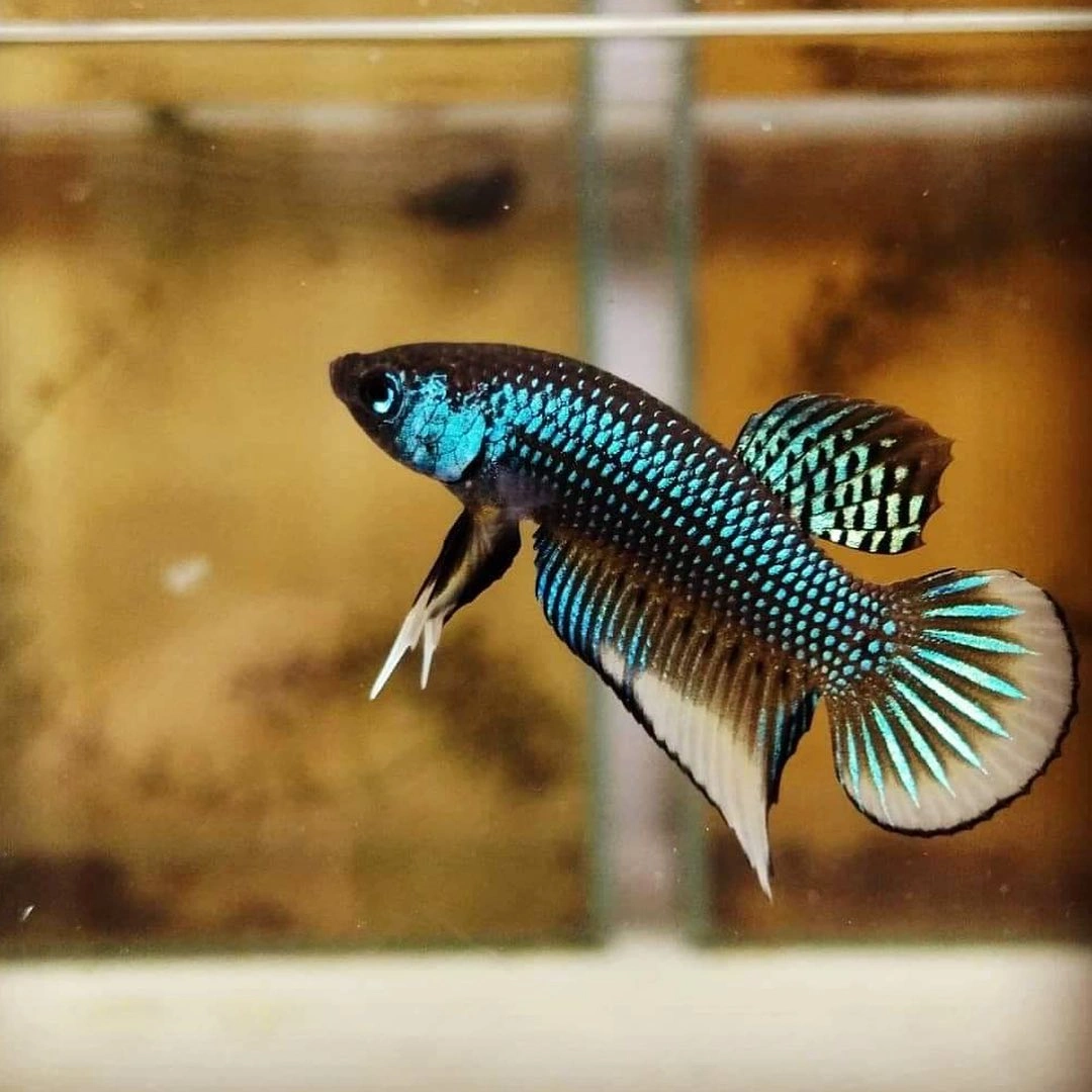 Blue betta imbellis swimming in a temporary aquarium holding tank
