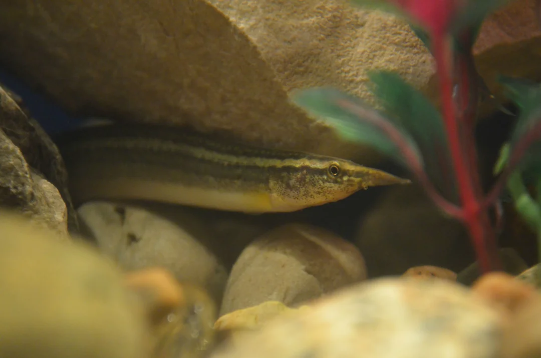Peacock eel hiding between rocks in an aquarium