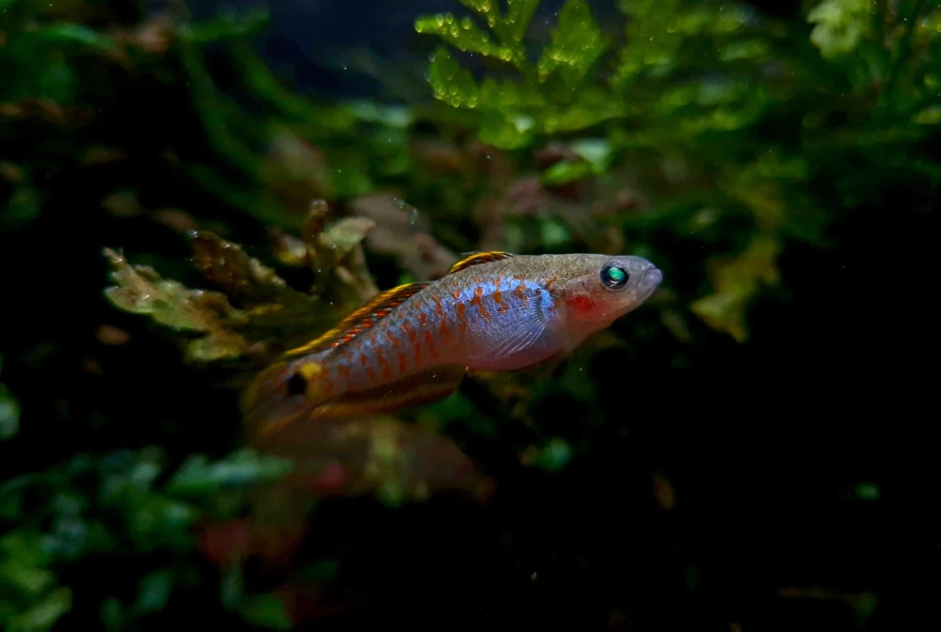 Peacock gudgeon swimming near aquarium moss