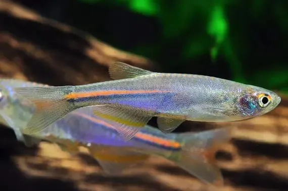 Two pearl danio fish swimming in an aquarium
