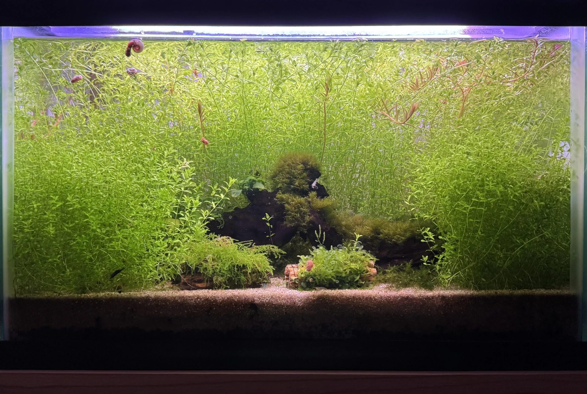 Pearl weed (Micranthemum micranthemoides) with small bright green leaves in whorls on fine stems in a planted aquarium