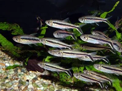 A large school of penguin tetras swimming together in an aquarium