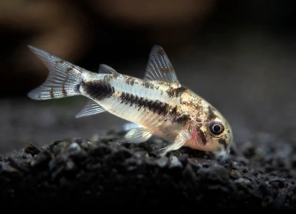 Peppered corydora looking for food on aquarium sand
