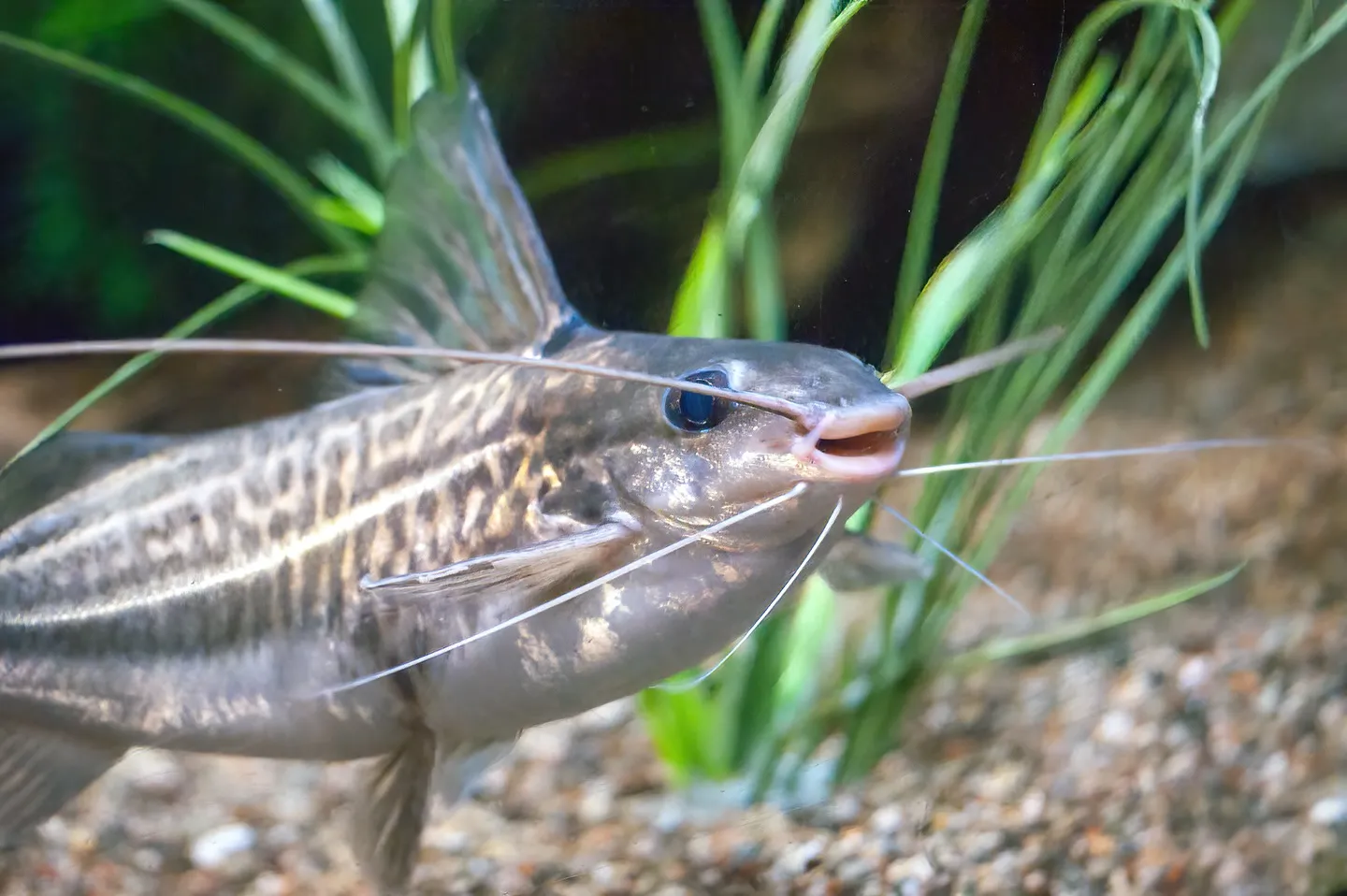 Pictus catfish slowly swimming in an aquarium