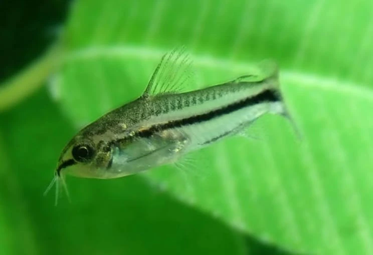 Single pygmy corydora swimming in an aquarium