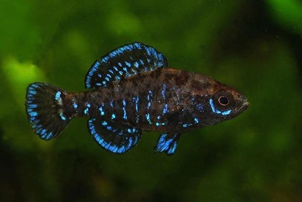 Pygmy sunfish slowly swimming in an aquarium
