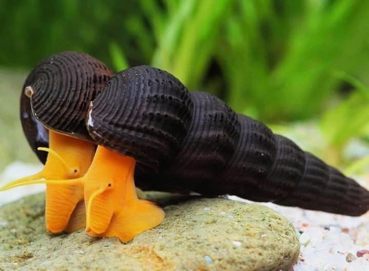 Yellow rabbit snail with a black shell on aquarium substrate