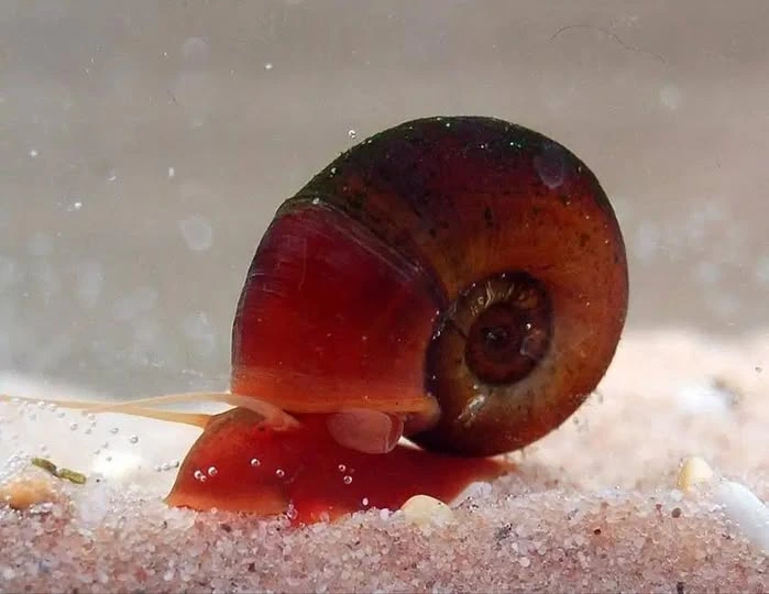 Red ramshorn snail slowly moving on aquarium substrate