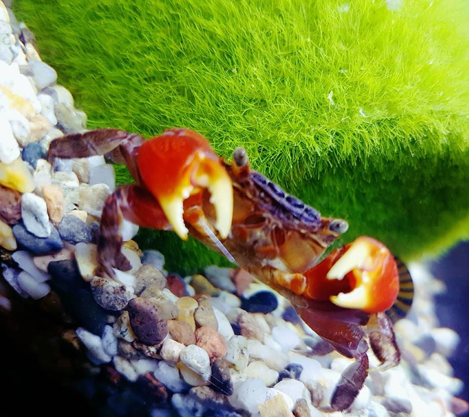 Red claw crab sitting still near an aquarium moss ball