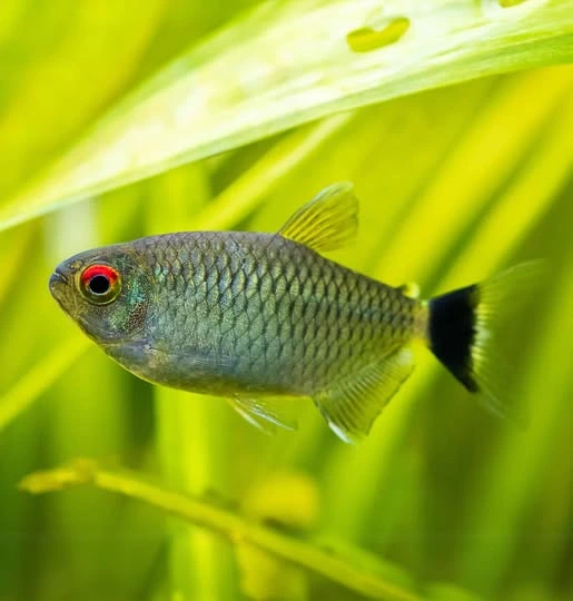 A single red eye tetra swimming near aquarium plants