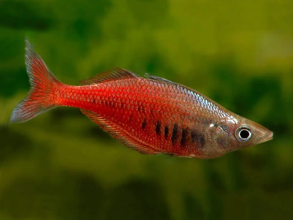 A single red rainbowfish swimming in an aquarium