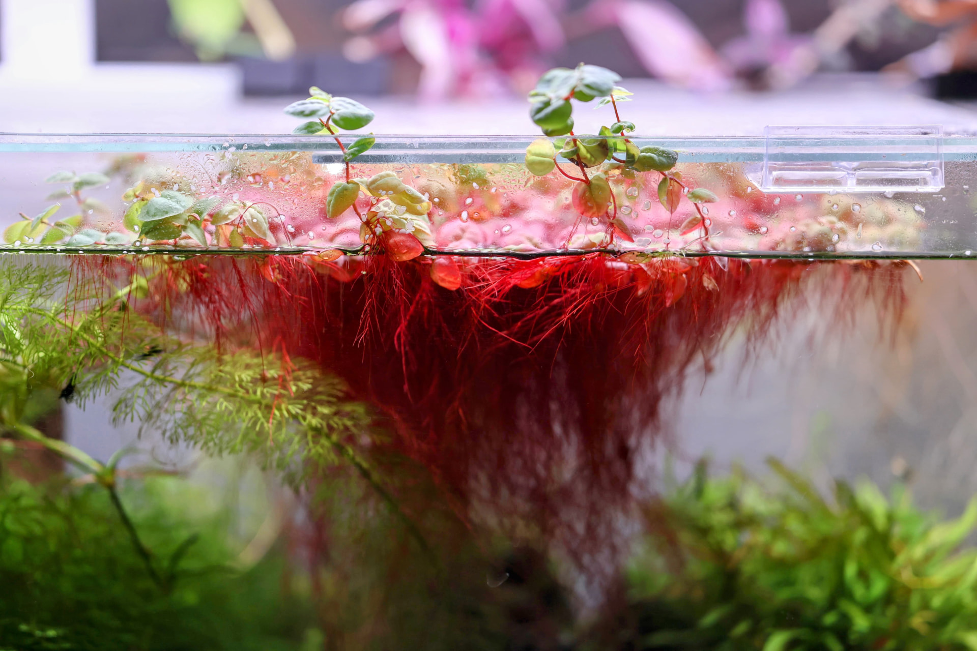 Red root floater (Phyllanthus fluitans) at the water surface, showing small round leaves with red edges and short red roots hanging beneath