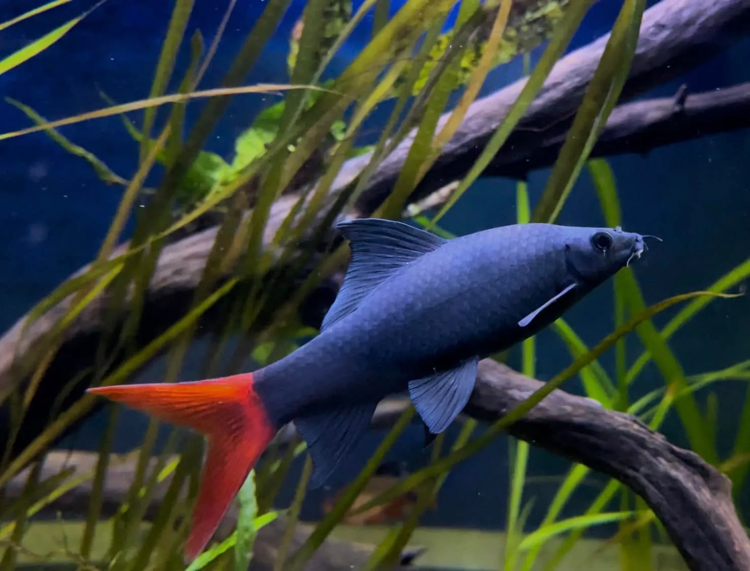 Red tail shark swimming in an aquarium