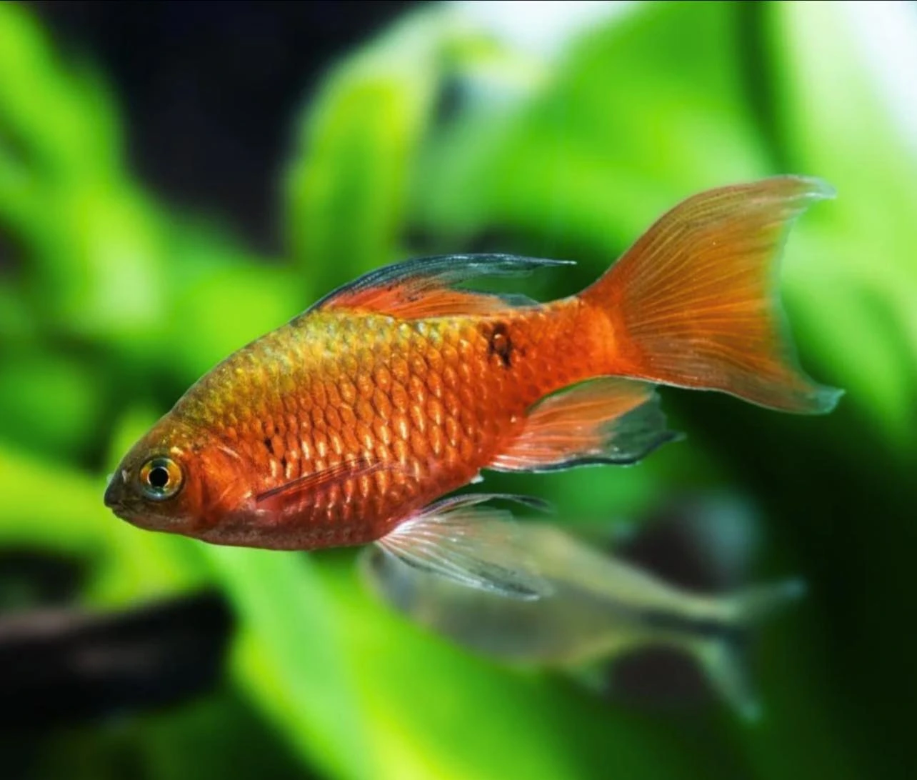 Longfin rosy barb swimming in an aquarium