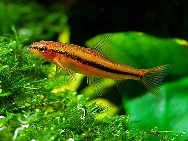 Rosy loach swimming near some aquatic moss in a fish tank