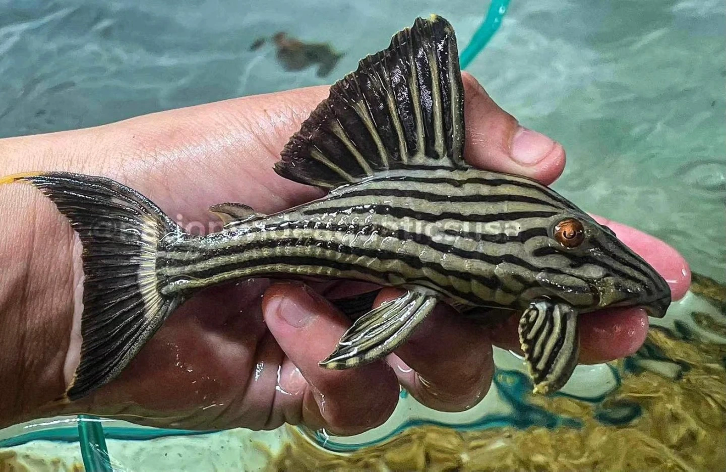 Royal pleco held outside of an aquarium showcasing it's beauty