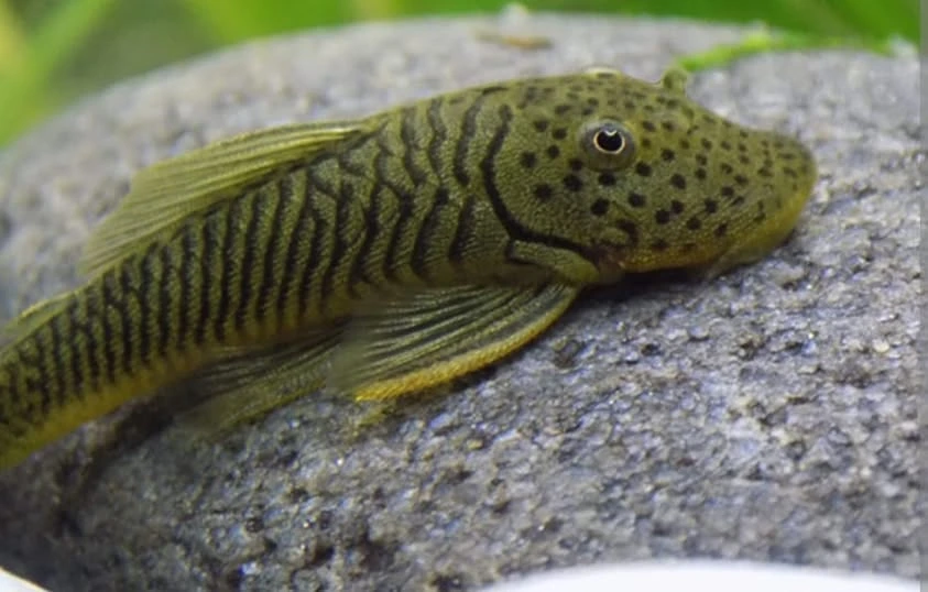 Rubber lip pleco sucking on a rock in an aquarium