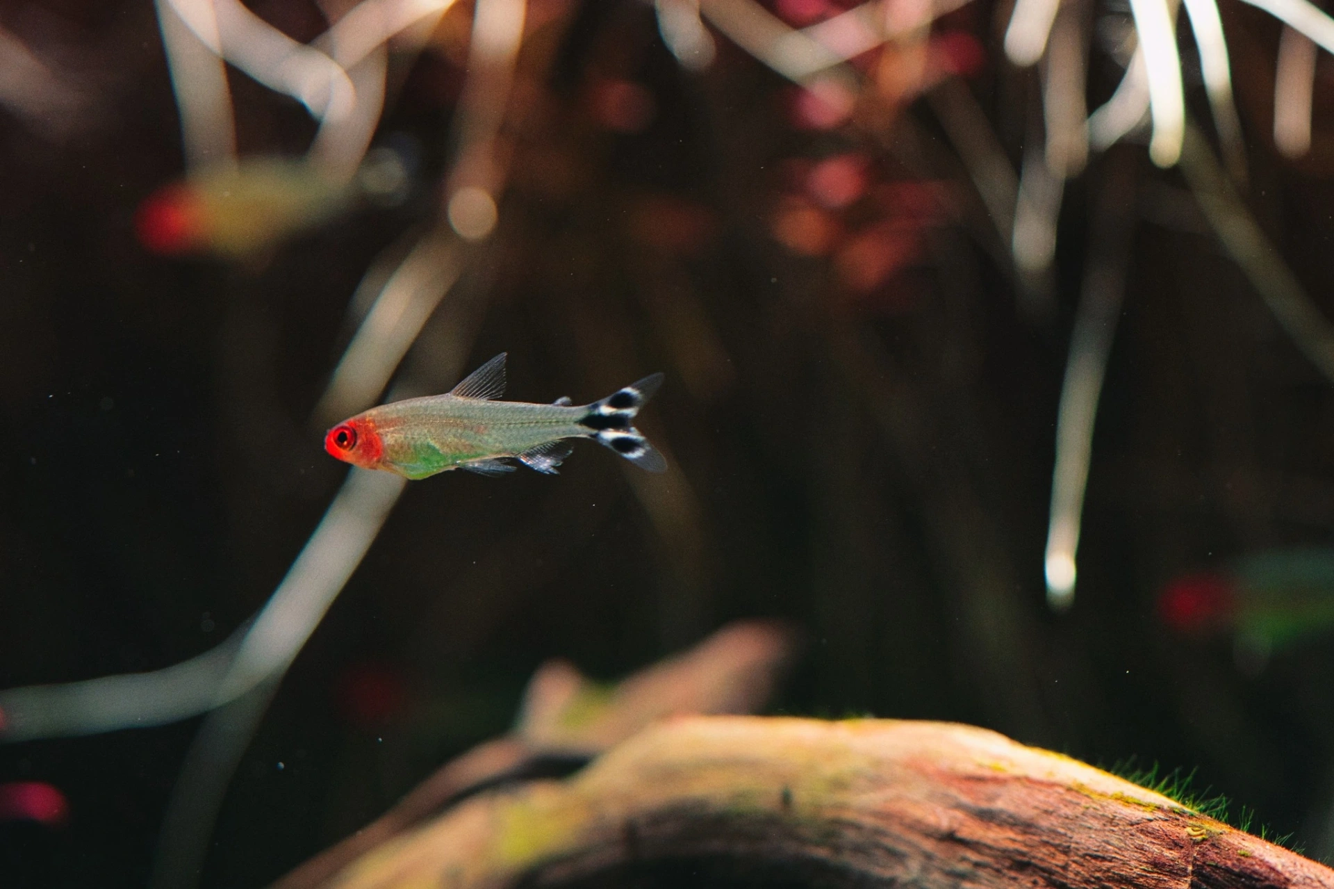 Rummy nose tetra swimming in an aquarium