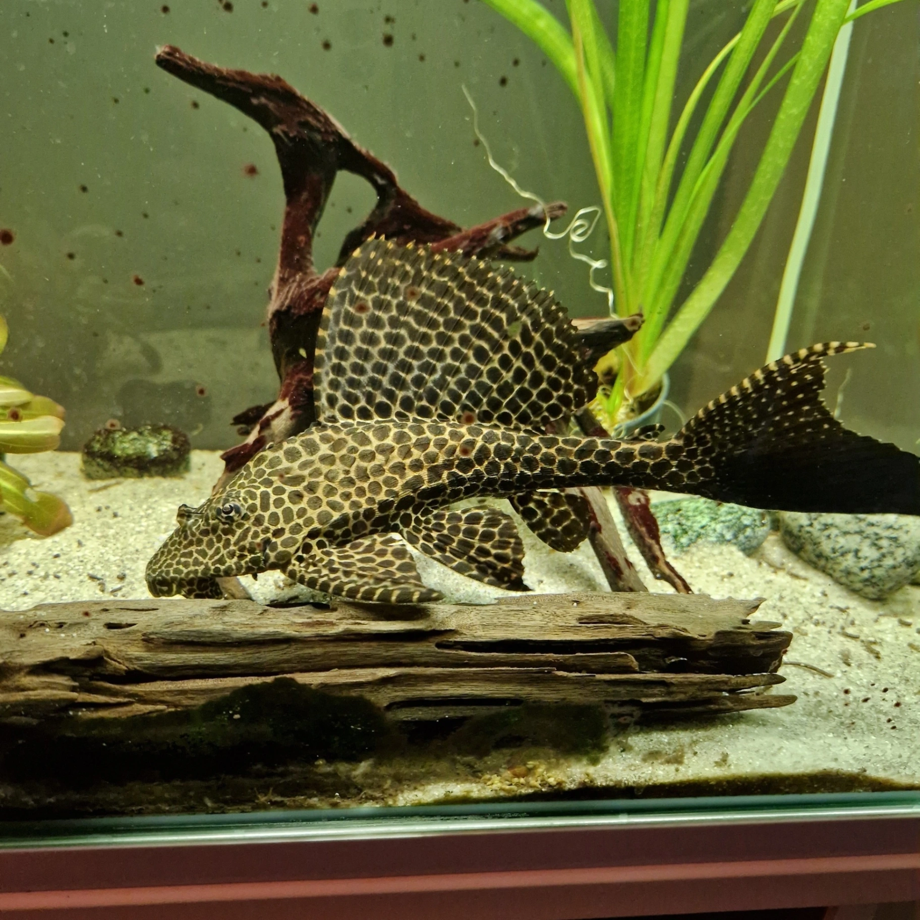 Sailfin pleco on aquarium driftwood, showcasing it's big sailfin